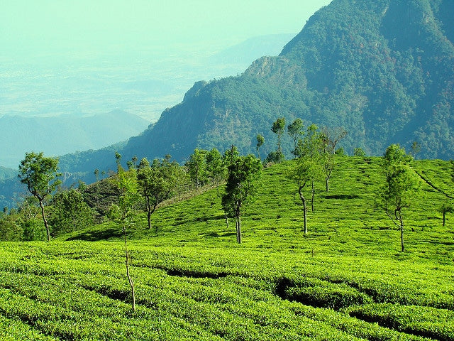 The Chai & Mighty List of Famous Darjeeling Tea Estates